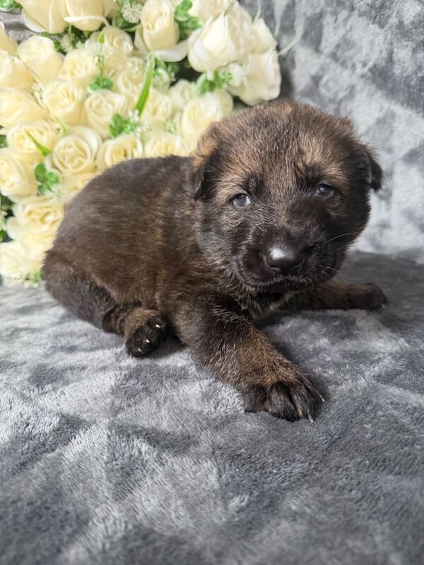 4 Kc registered sable boys