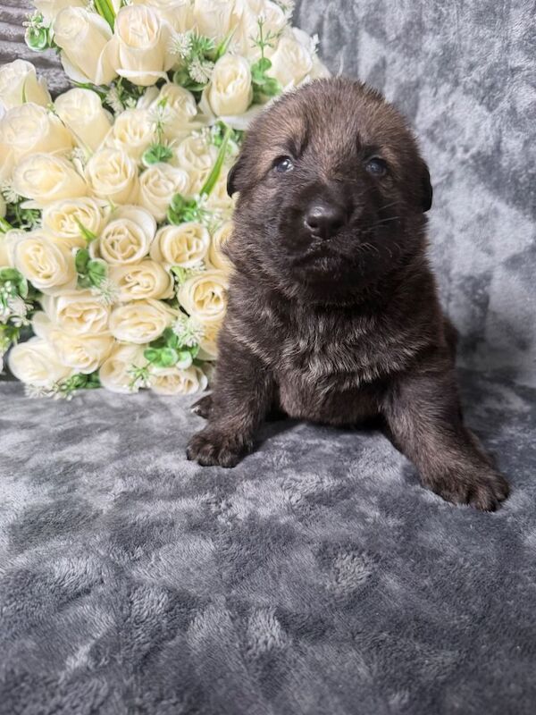 4 Kc registered sable boys - Image 2 of 3