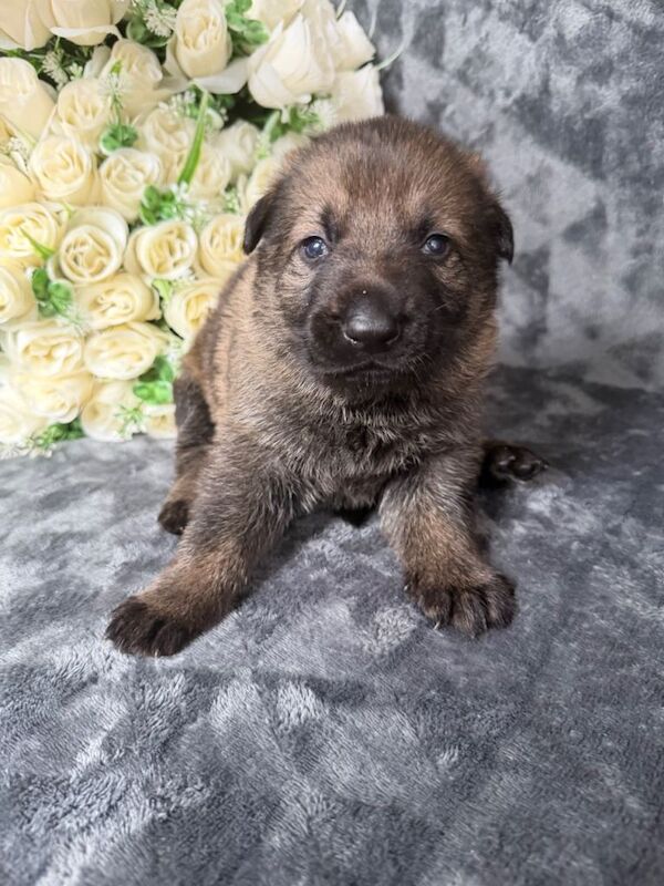 4 Kc registered sable boys - Image 3 of 3