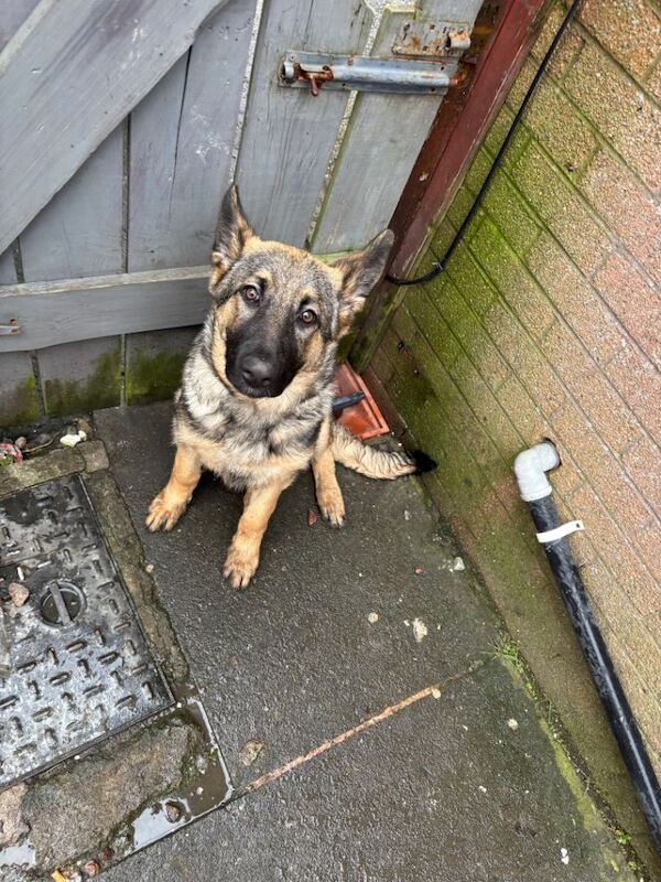 German Shepherd puppies for sale in Dunmurry, County Antrim – 4 months old