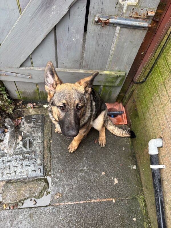 4 month old female German Shepherd - Image 2 of 3
