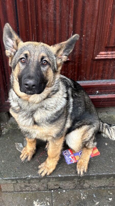 4 month old female German Shepherd - Image 3 of 3