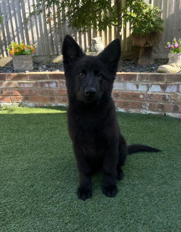 4 months old kc reg Boy German shepherd