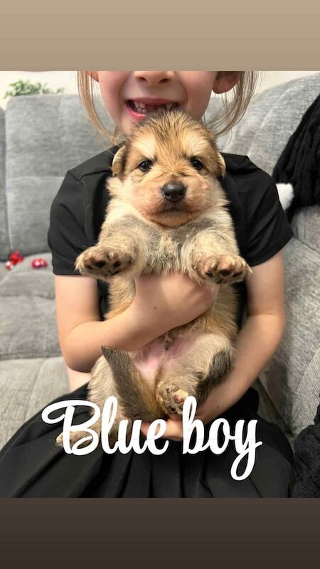 German Shepherd puppies for sale in Bishopton, Renfrewshire – 4 weeks old