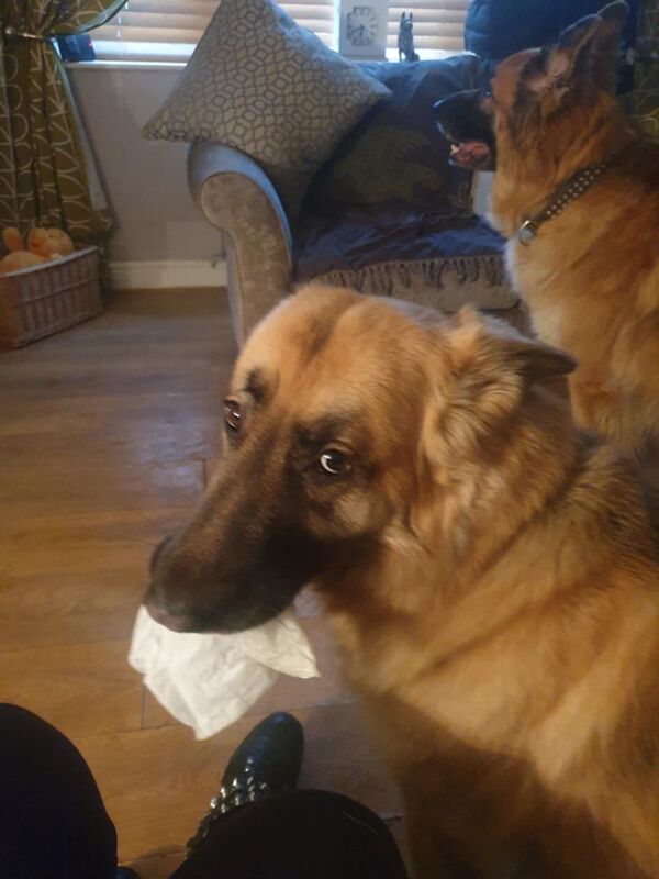 4 year old female German shepherd for sale in Witney, Oxfordshire | Image 2
