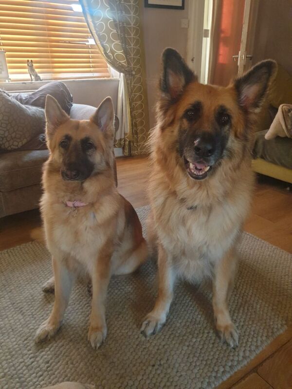 German Shepherd puppies for sale in Witney, Oxfordshire – 5 years old - Image 3 of 3