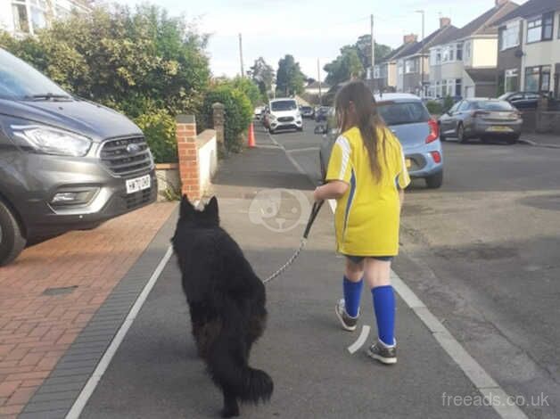 German Shepherd puppies for sale in Bristol – 5 years old - Image 2 of 5