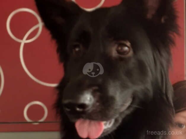 German Shepherd puppies for sale in Bristol – 5 years old - Image 5 of 5
