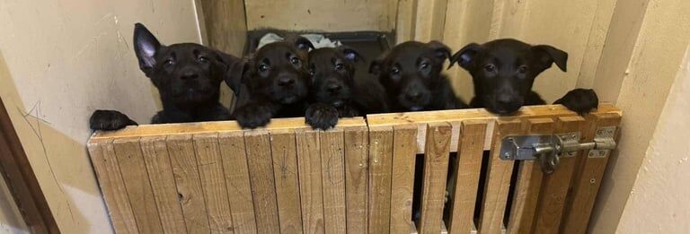 German Shepherd puppies for sale in Chester Moor, Durham – 4 months old - Image 2 of 6