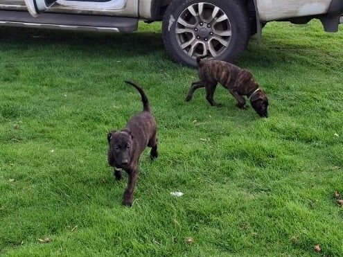 German Shepherd puppies for sale in Chester Moor, Durham – 4 months old - Image 3 of 6