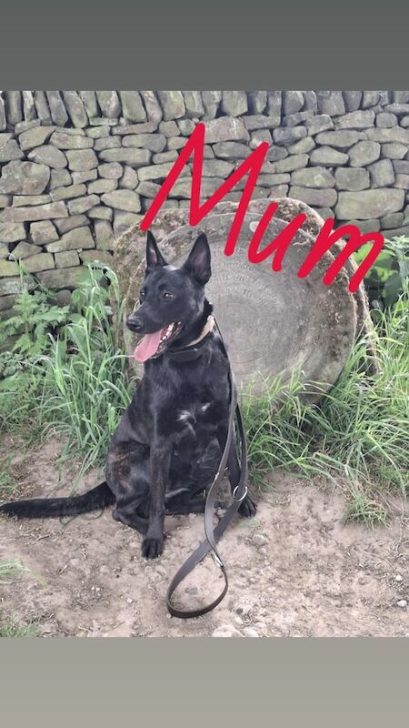 German Shepherd puppies for sale in Chester Moor, Durham – 4 months old - Image 6 of 6
