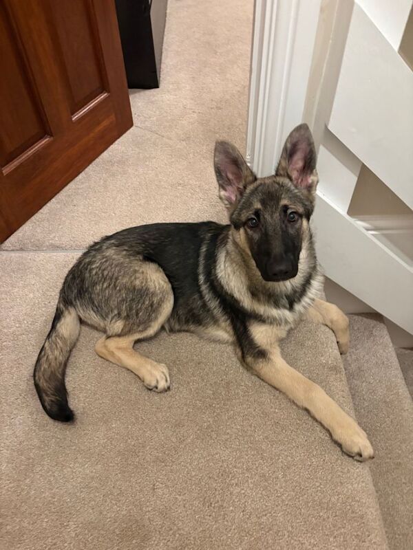German Shepherd puppies for sale in Chapeltown, South Yorkshire – 4 months old