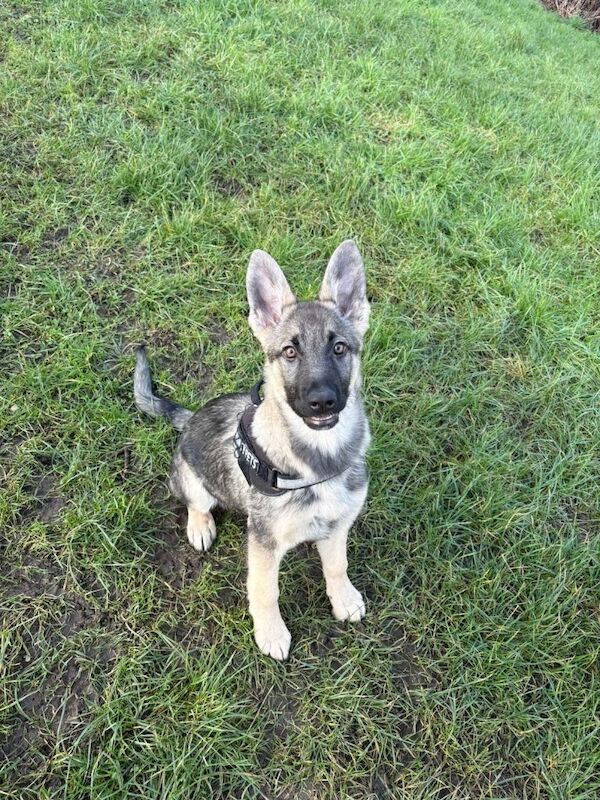 German Shepherd puppies for sale in Chapeltown, South Yorkshire – 4 months old - Image 2 of 3