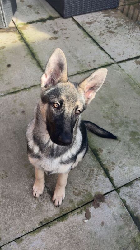 German Shepherd puppies for sale in Chapeltown, South Yorkshire – 4 months old - Image 3 of 3