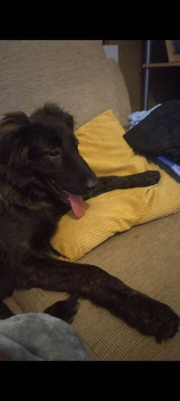 5 month old long haired shepherd x