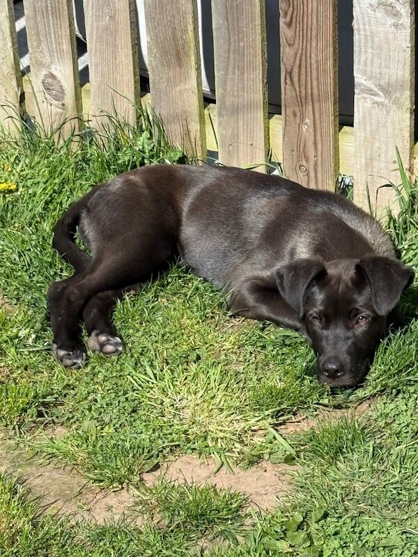5 month old puppy for sale in Perth, Perth and Kinross