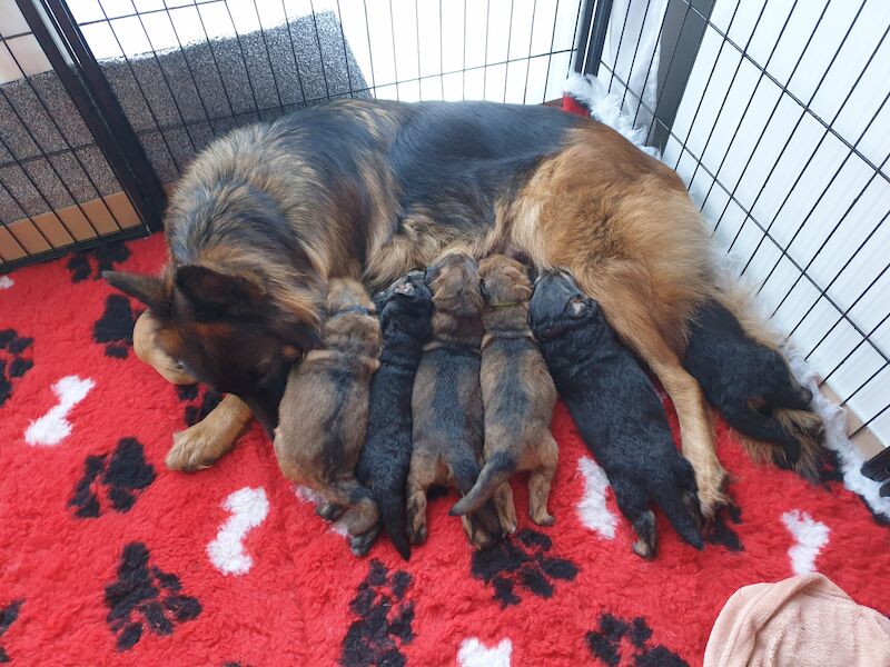 5 star GSD puppies require 5 star homes for sale in Poole, Dorset