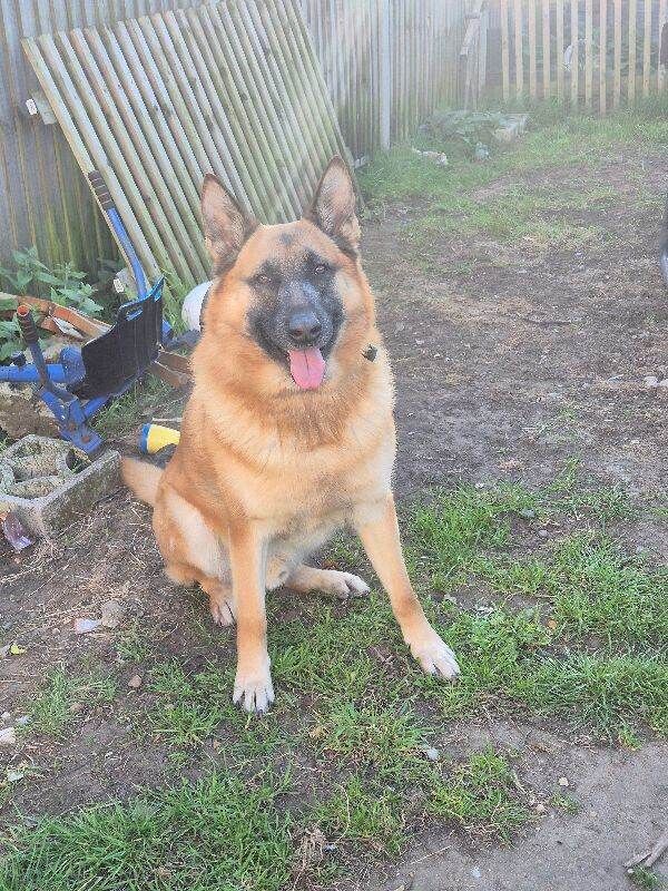 5 year old german shepherd x Belgian malinois