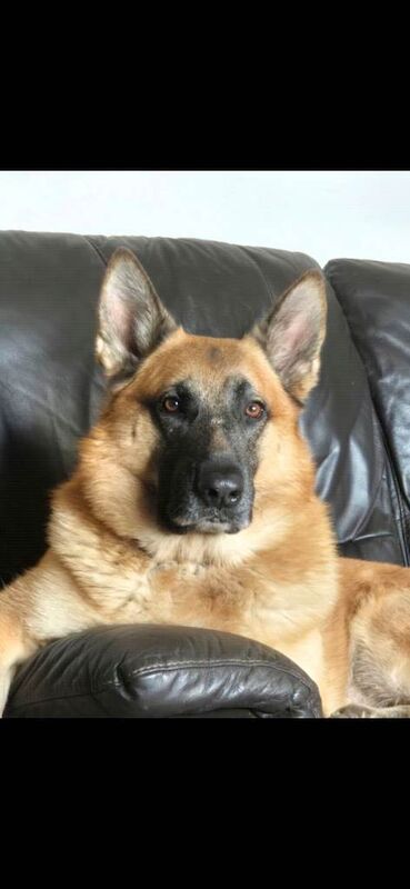 5 year old german shepherd x Belgian malinois - Image 2 of 5