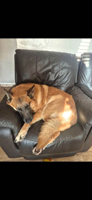 5 year old german shepherd x Belgian malinois - Image 3 of 5