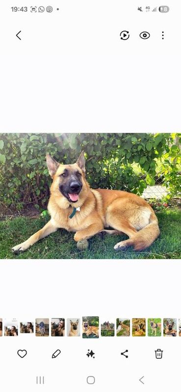 5 year old german shepherd x Belgian malinois - Image 4 of 5