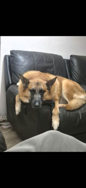 5 year old german shepherd x Belgian malinois - Image 5 of 5