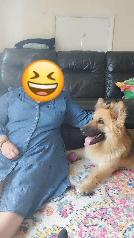 German Shepherd puppies for sale in Worcester, Worcestershire – 4 years old