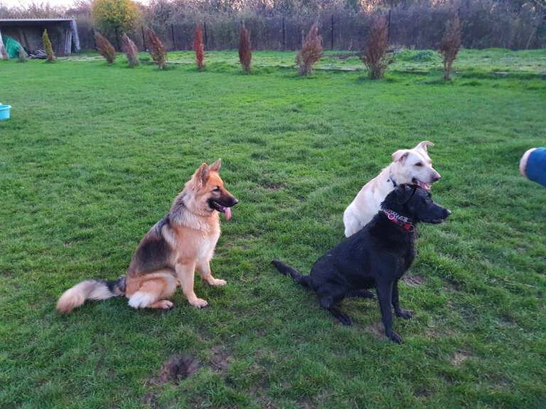German Shepherd puppies for sale in Worcester, Worcestershire – 4 years old - Image 2 of 3