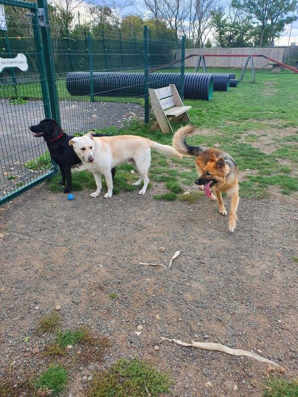 German Shepherd puppies for sale in Worcester, Worcestershire – 4 years old - Image 3 of 3