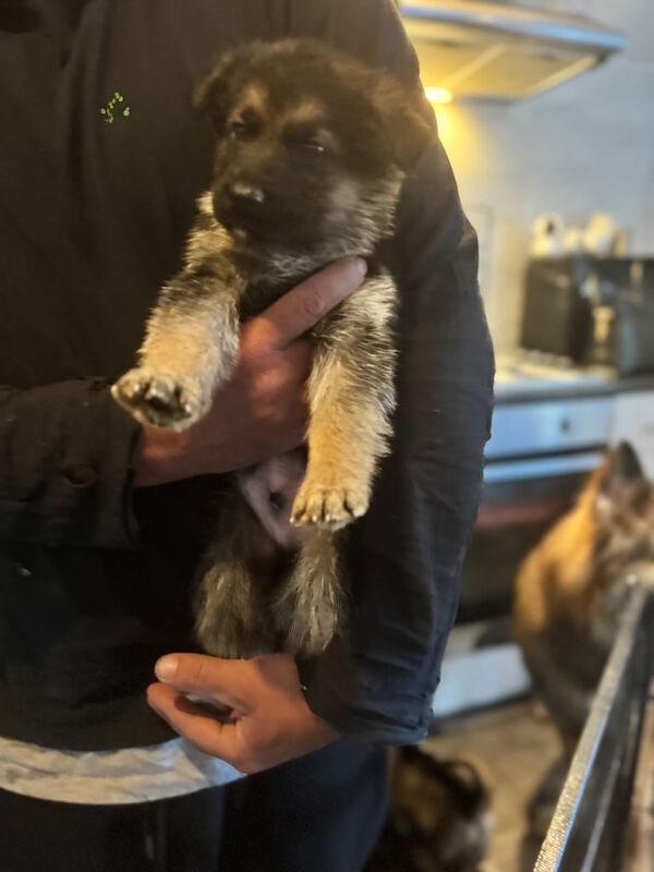 6 beautiful German shepherd - Image 2 of 3