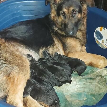 6 German shepherd puppies 3 boys 3 girls 4 weeks old for sale in Sheerness, Kent - Image 3