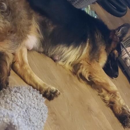 6 German shepherd puppies 3 boys 3 girls 4 weeks old for sale in Sheerness, Kent - Image 4