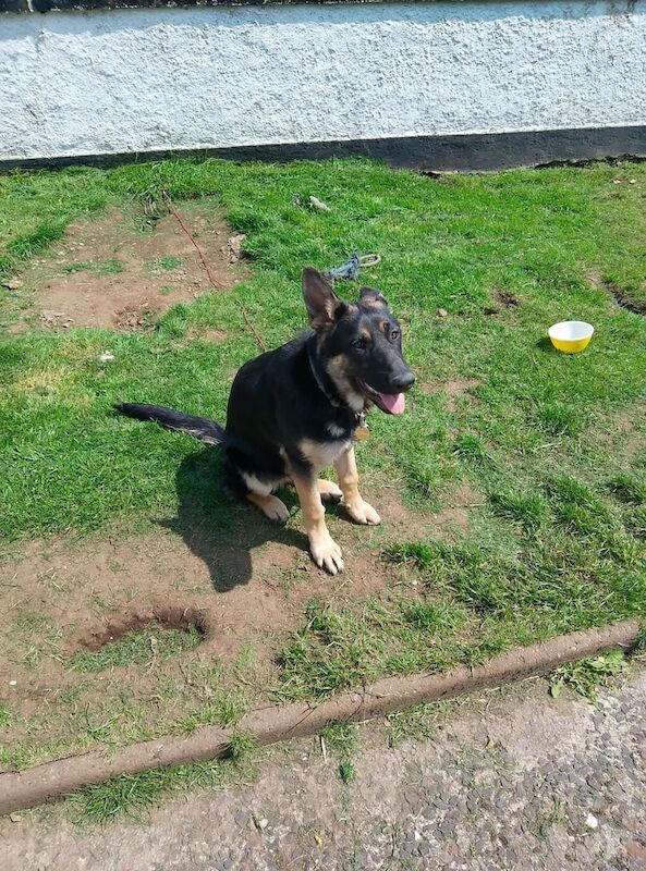 6 month old female German Shepherd for sale in Armoy, County Antrim