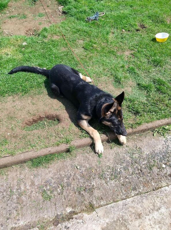 6 month old female German Shepherd for sale in Armoy, County Antrim - Image 2
