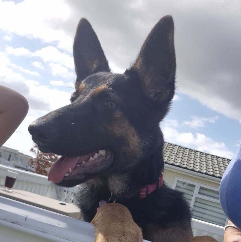 Kennel Club Registered German Shepherd Puppies For Sale