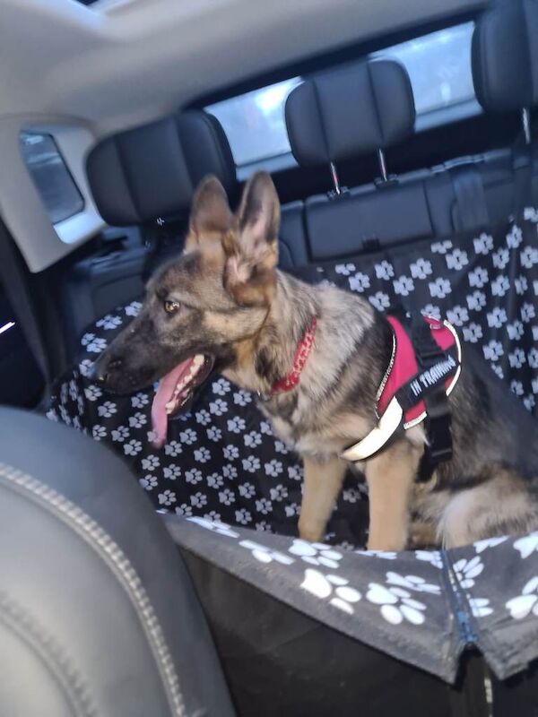 German Shepherd puppies for sale in Stevenston, North Ayrshire – 6 months old