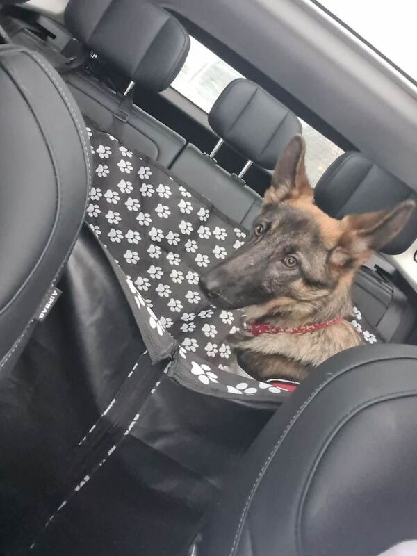 German Shepherd puppies for sale in Stevenston, North Ayrshire – 6 months old - Image 2 of 3