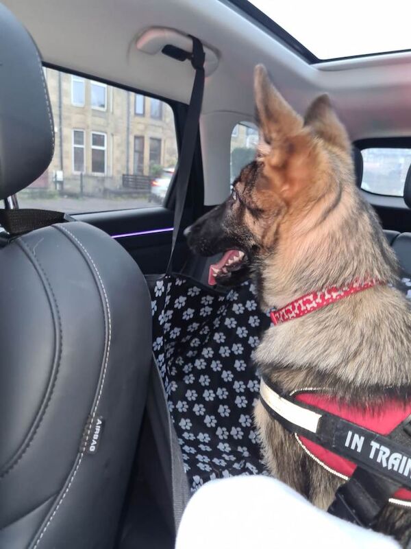 German Shepherd puppies for sale in Stevenston, North Ayrshire – 6 months old - Image 3 of 3