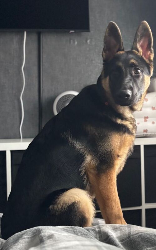 German Shepherd Puppies For Sale Under £1,000