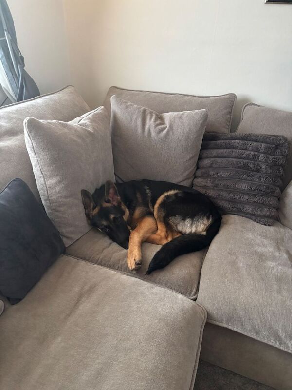 6 Month Old German Shepherd Looking for the Right Home - Image 2 of 3