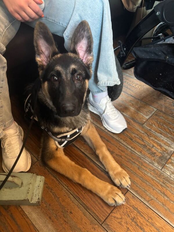 6 Month Old German Shepherd Looking for the Right Home - Image 3 of 3