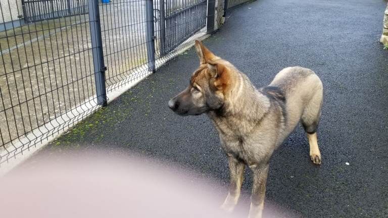 Kennel Club Registered German Shepherd Puppies For Sale