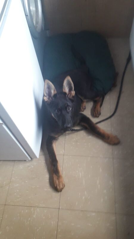 German Shepherd puppies for sale in Loughborough, Leicestershire – KC registered, 6 months old