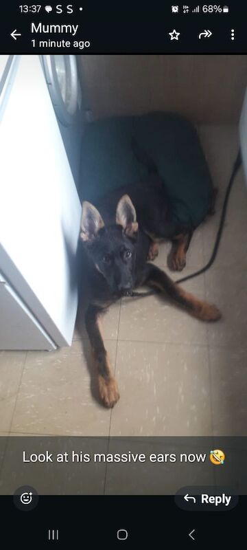 German Shepherd puppies for sale in Loughborough, Leicestershire – KC registered, 6 months old - Image 2 of 3