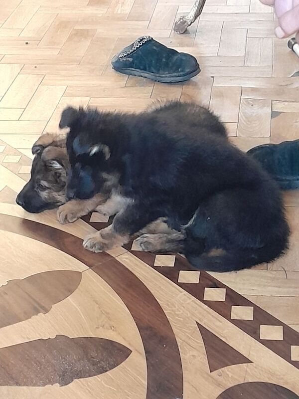 German Shepherd puppies for sale in Loughborough, Leicestershire – KC registered, 6 months old - Image 3 of 3