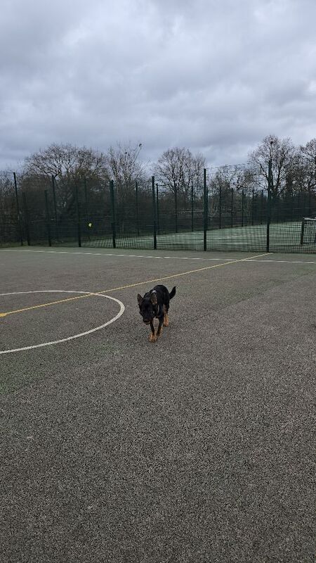 German Shepherd puppies for sale in London – 5 months old
