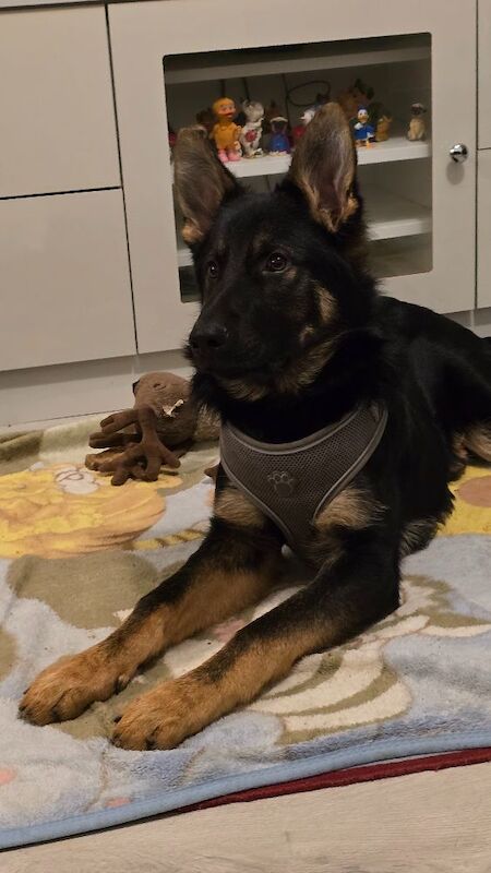 6 months old german sheperds male puppy - Image 3 of 6