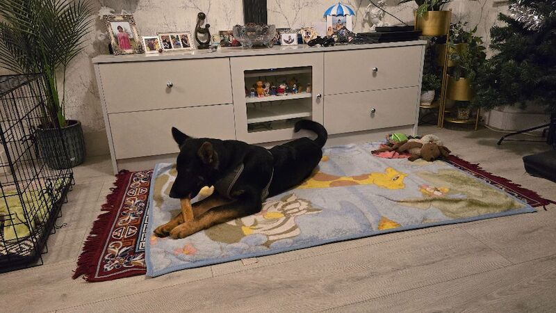 6 months old german sheperds male puppy - Image 4 of 6