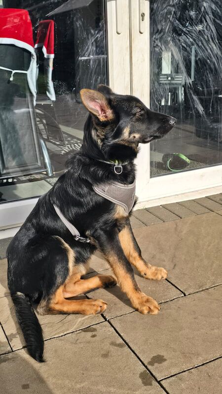 6 months old german sheperds male puppy - Image 6 of 6