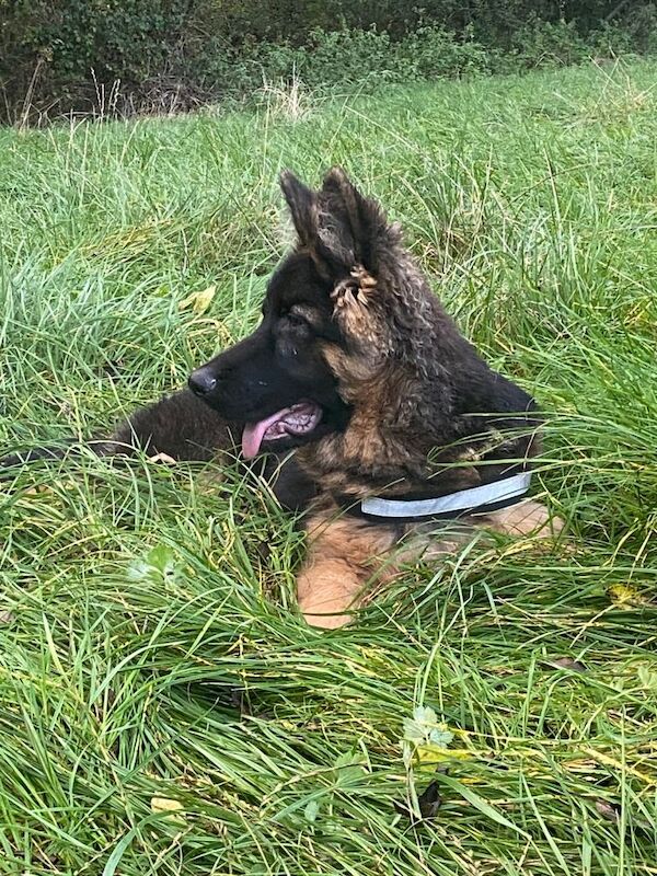German Shepherd puppies for sale in West Heath, West Midlands – 7 months old